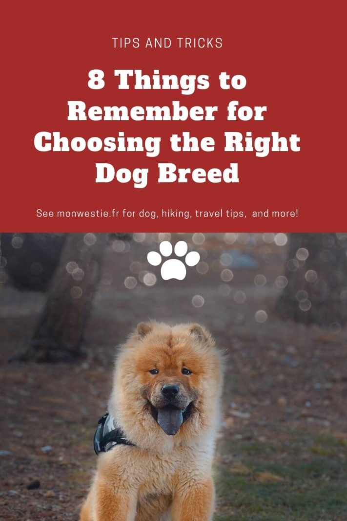 How to choose the right dog breed