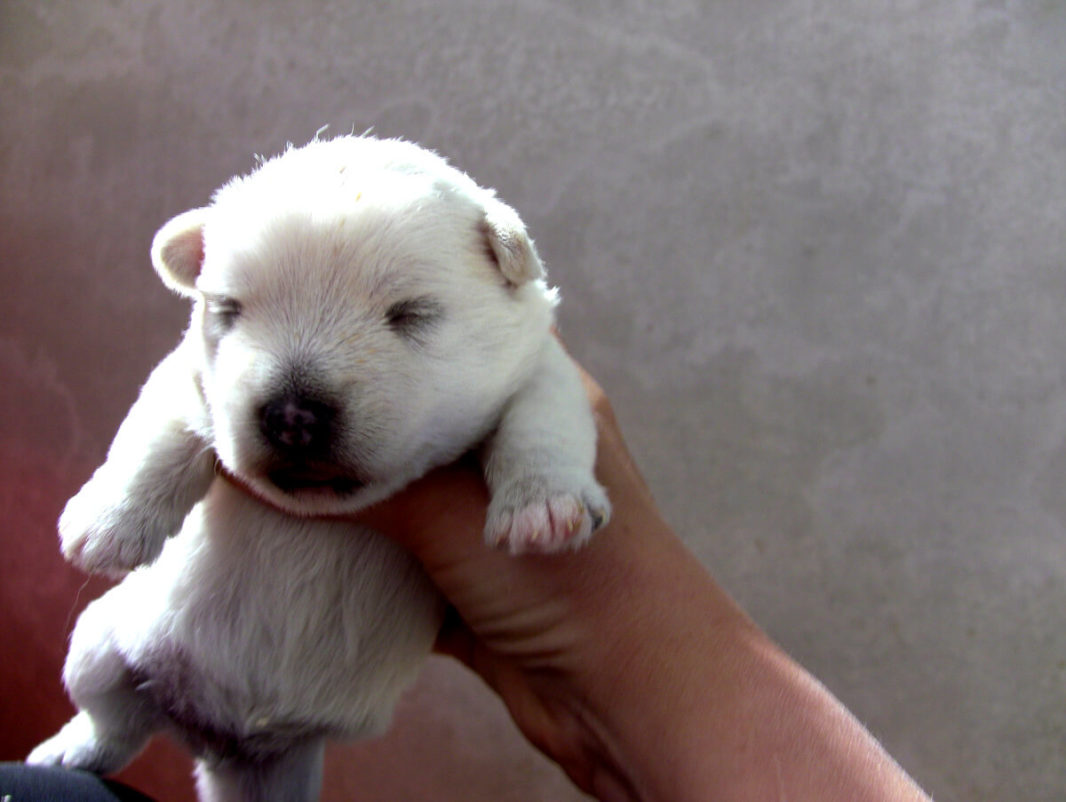 2 weeks-old westie puppy