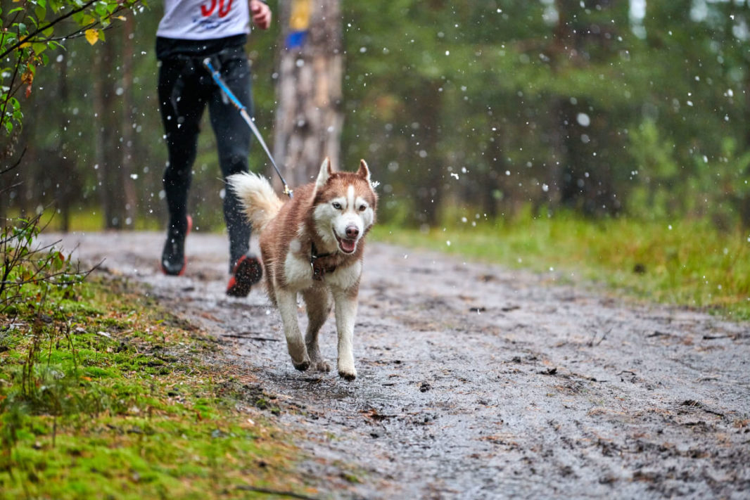 Husky dog running canicross with his owner wearing a canicross belt