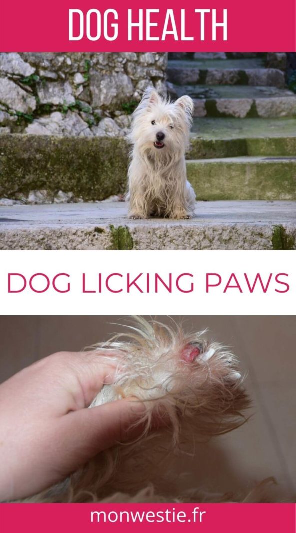 why does my westie lick his paws