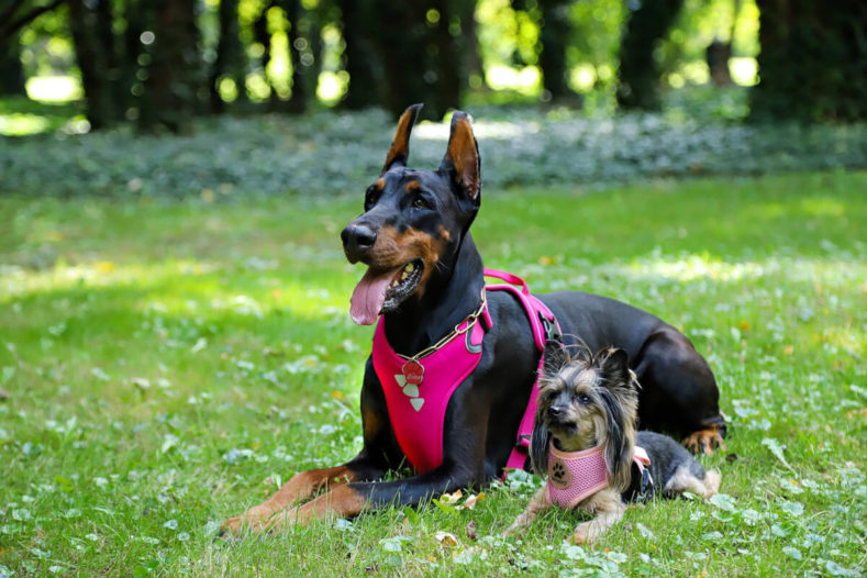 Meilleur harnais pour chien