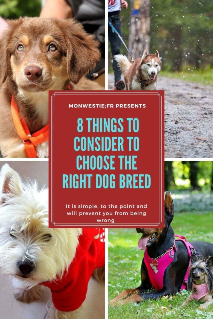 Choosing the right dog hot sale breed