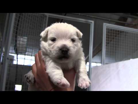 3 week-old westie baby