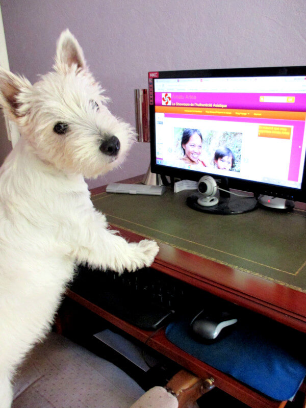 Westie Jahan working on blogs