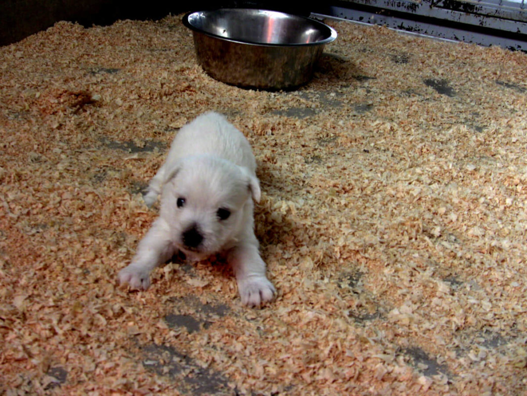 4 week-old westie puppy