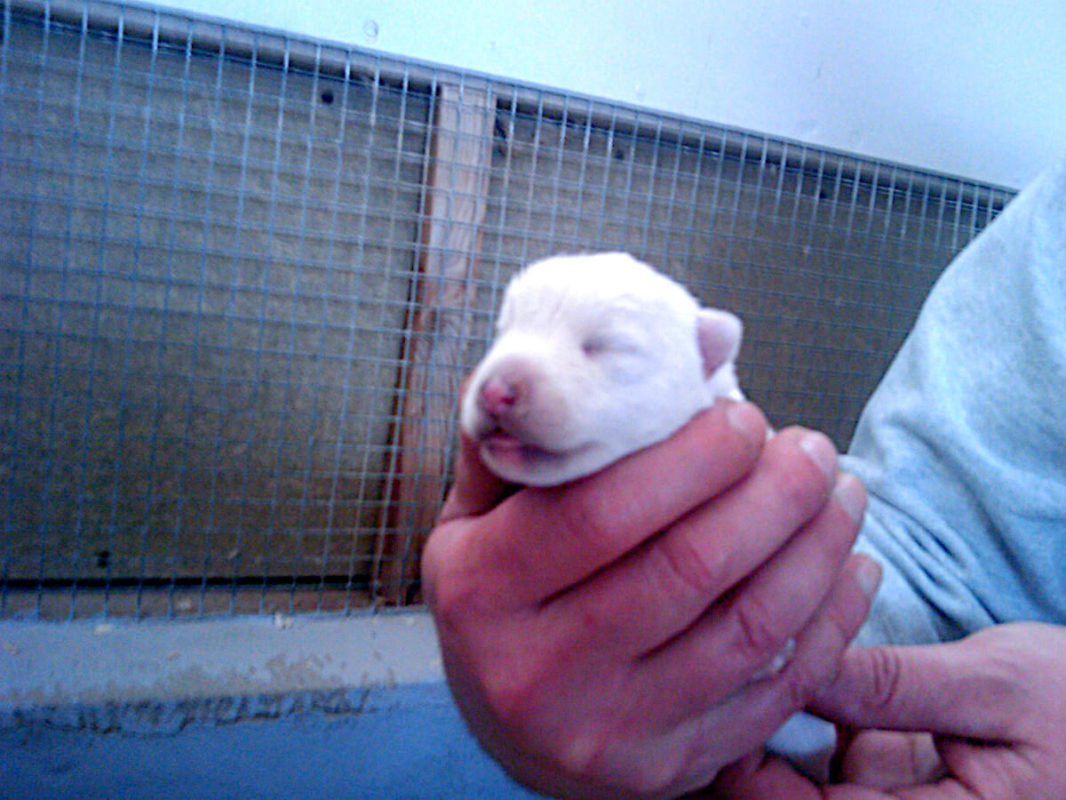 Westie puppy 1 week-old