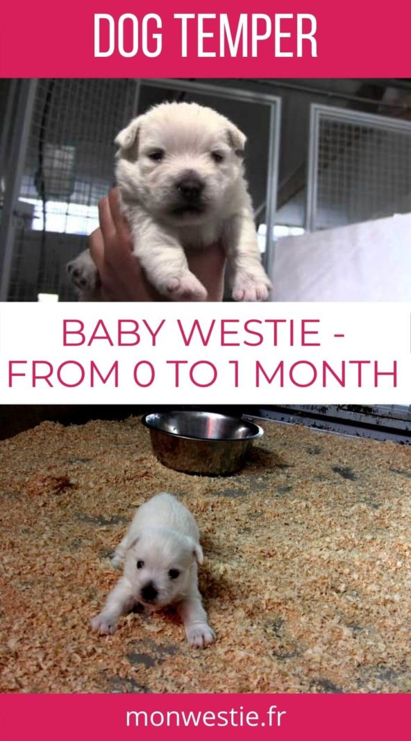 Baby westie Jahan at 3 and 4 months-old