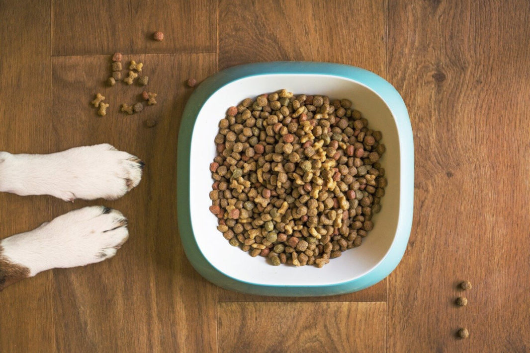 Chien attendant devant ses croquettes sans céréales