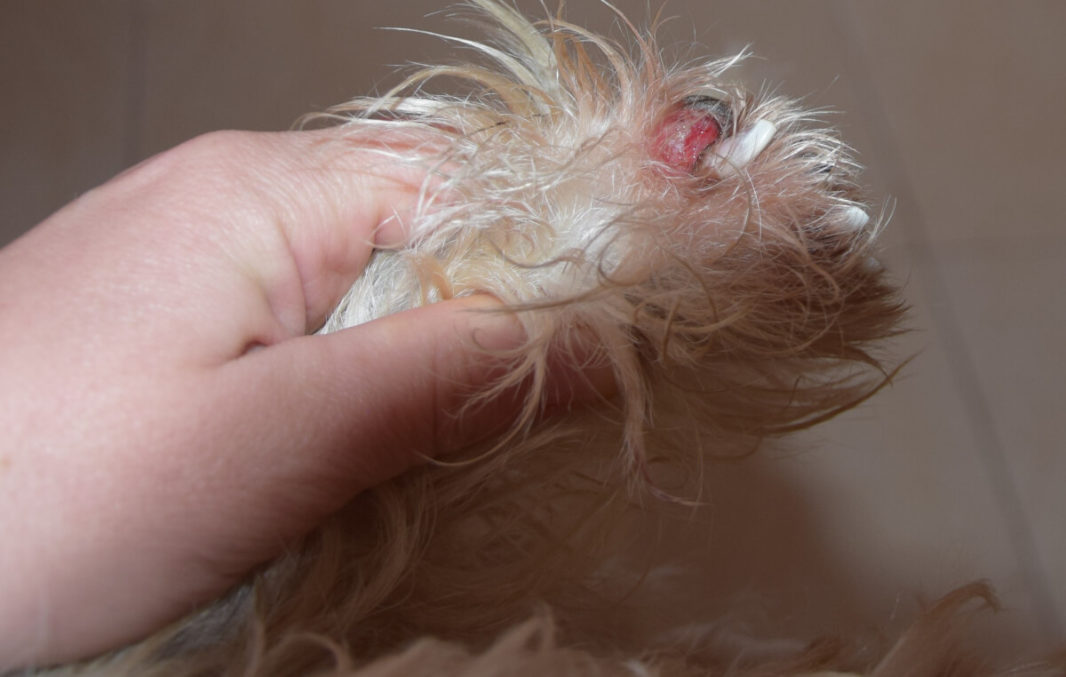 Dog paw abscess