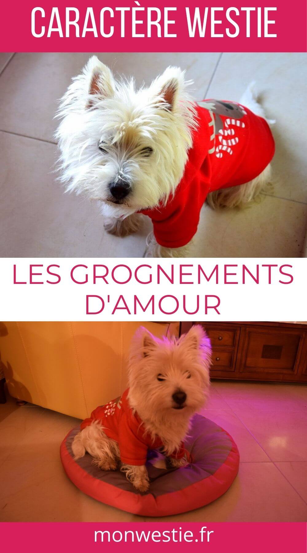 Chien qui Grogne par Amour Comprendre son Chien Mon Westie