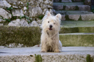 Westie Jahan on old stairs in the South-East of France