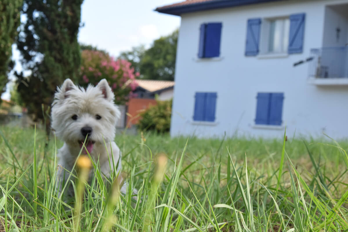 Westie Jahan in our garden in front of our house