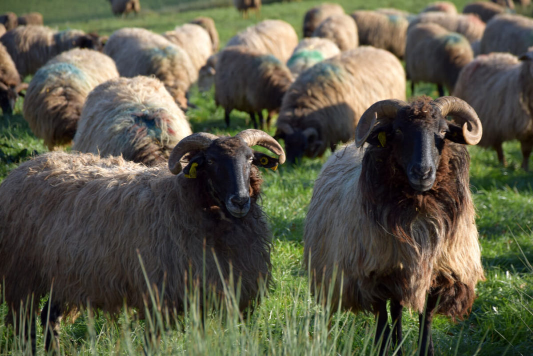 Several rams with black head