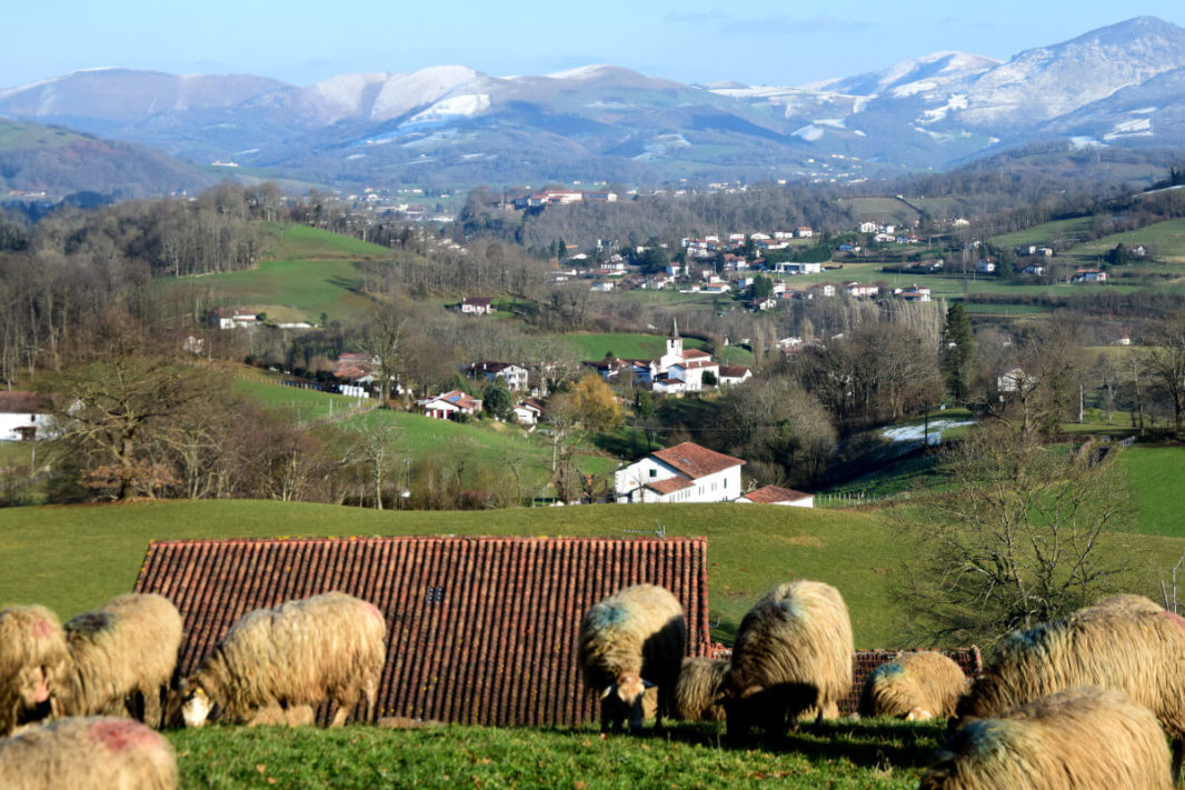 Sheeps and snowy Basque mountains