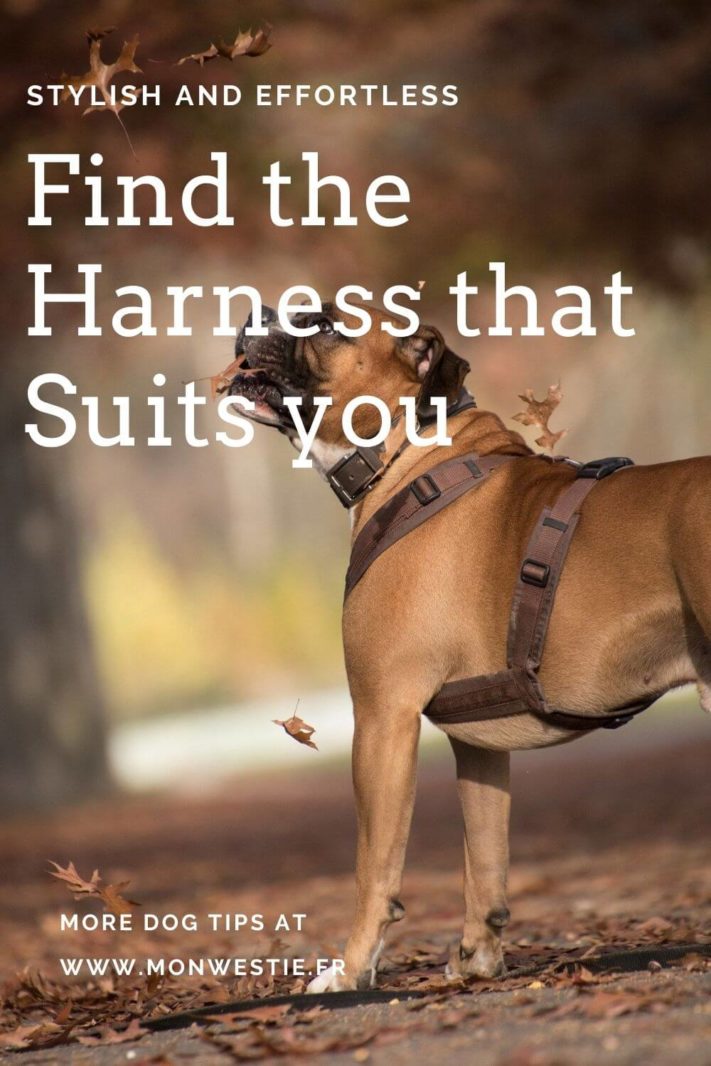 Find the harness that suits you