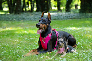 Two dogs wearing harness
