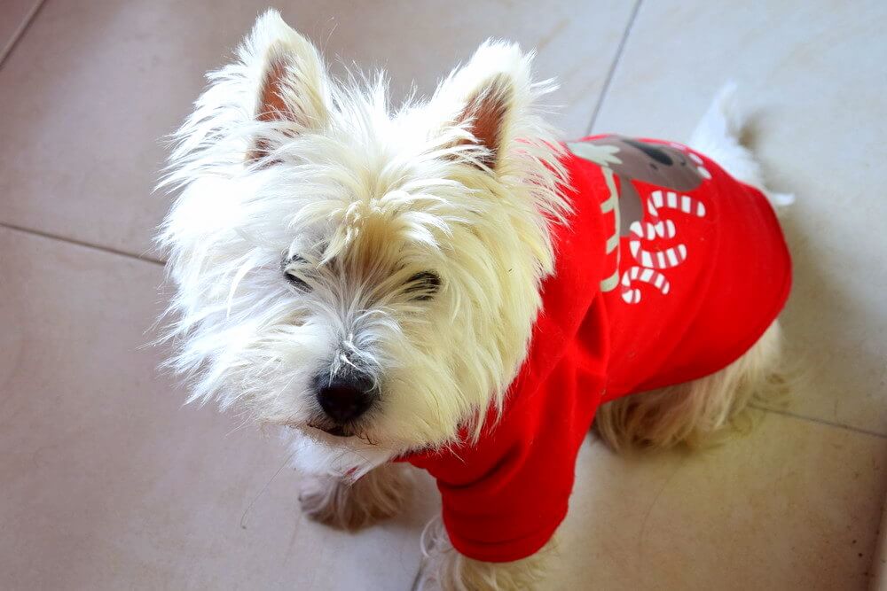 Jahan wearing his Christmas costume