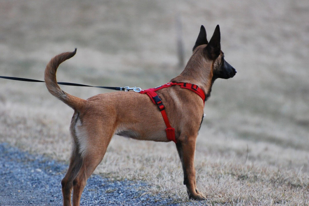 A dog wearing a harness and a leash