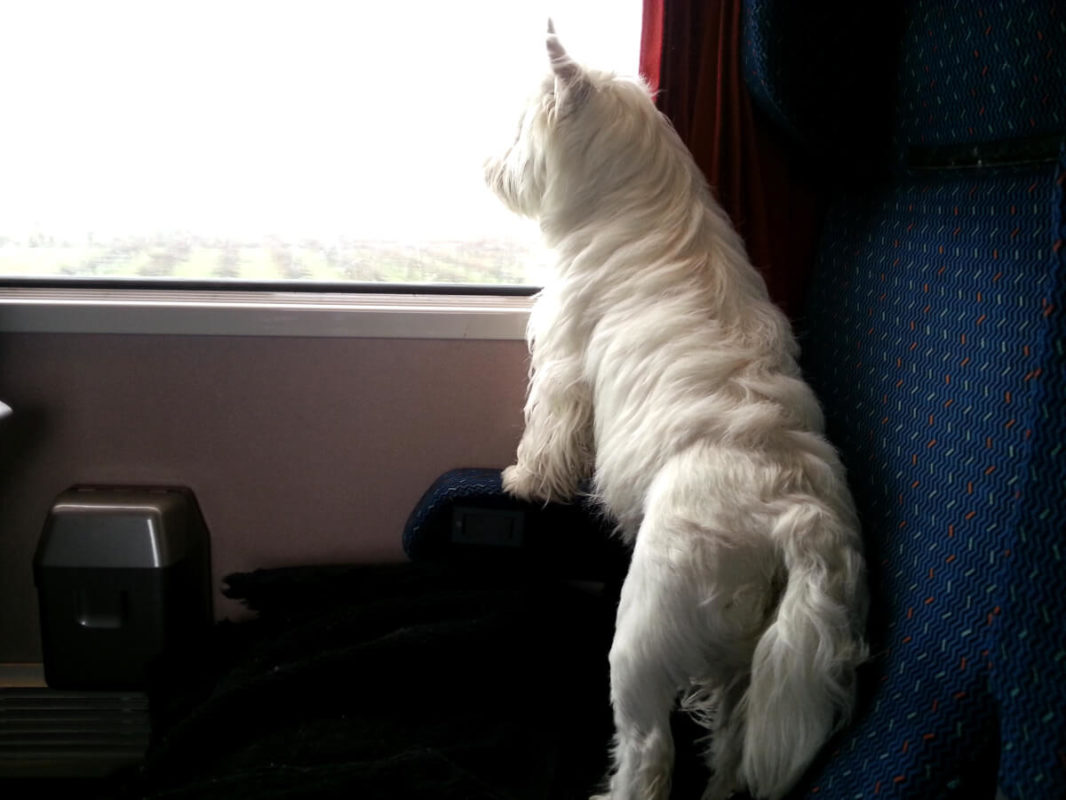 can you take dogs on tgv trains