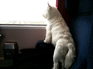Westie Jahan looking at the window in a train