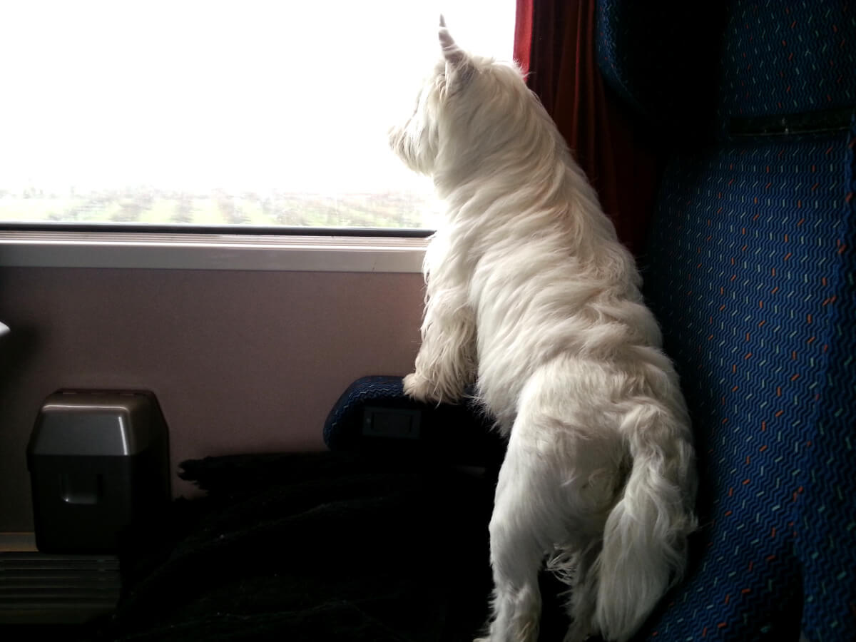 What are the Trains that Allow Pets in France and Europe?
