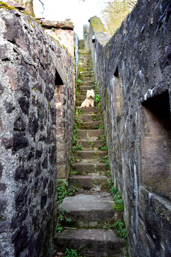 Westie Jahan on old stairs in Saint Jean Pied de Port