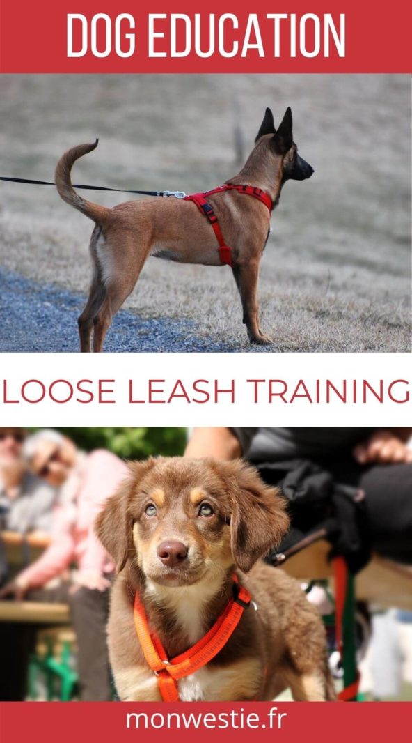 Two dogs wearing a leash for training