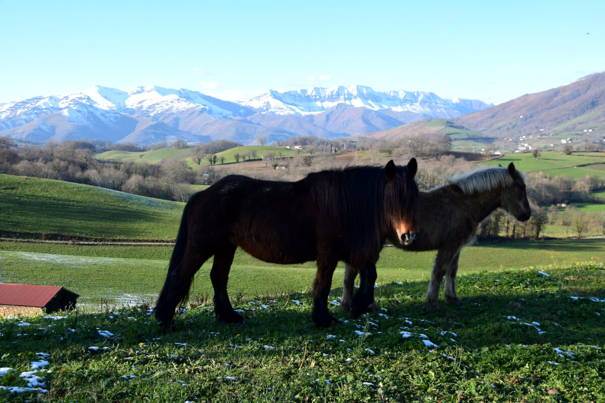Two Wild Basque Horses with Pyrenees mountains