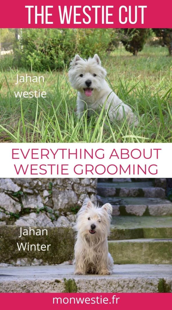 Jahan with and without his westie cut 