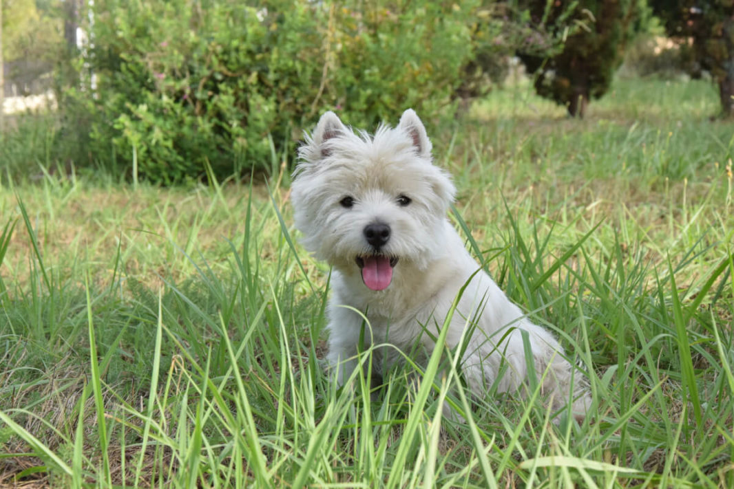 Westie Jahan after grooming