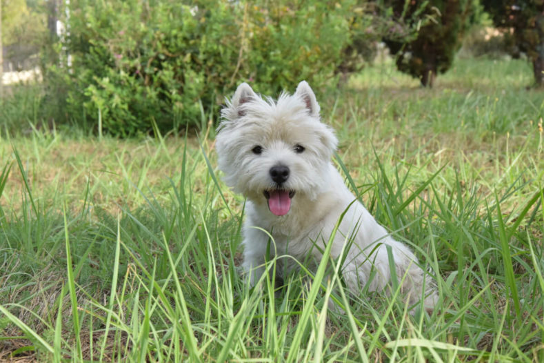 Westie Grooming - How to Maintain the Westie Cut | monwestie.fr