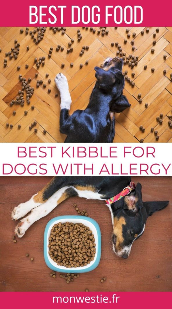 Dogs with kibbles
