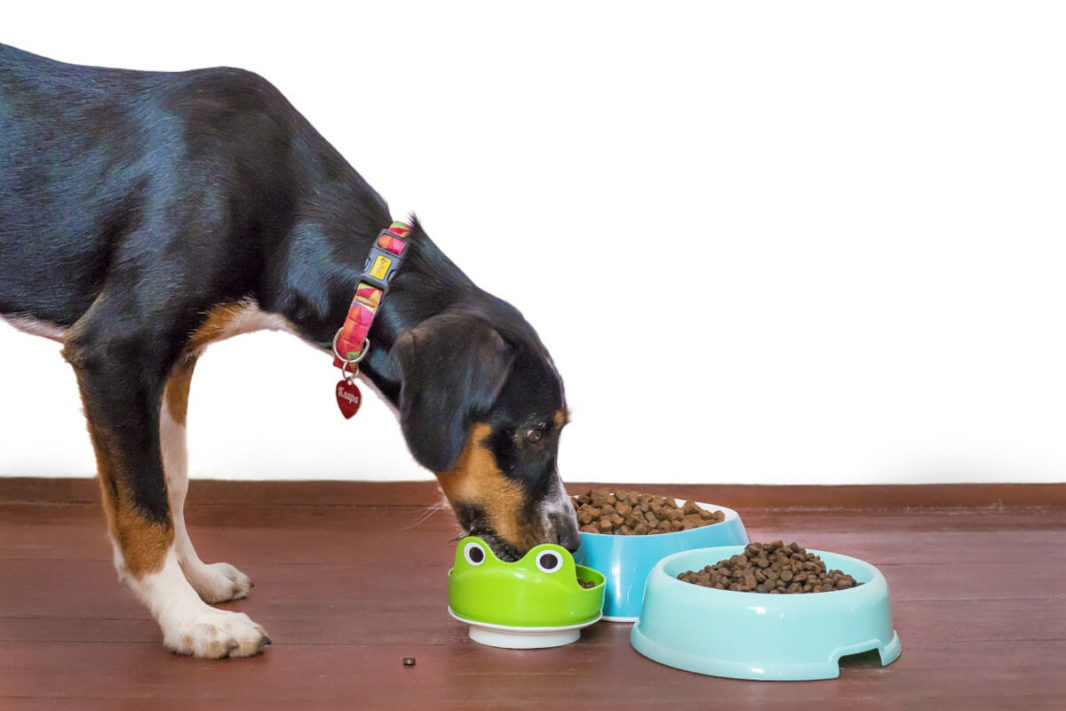 A dog eating kibbles