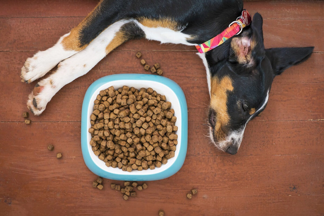 Dog who doesn't want to eat his kibbles