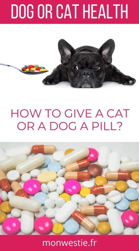 A French bulldog with a lot of pills