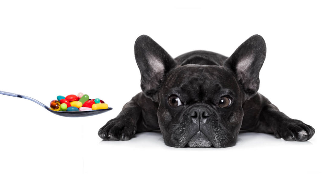 French bulldog in front of pills