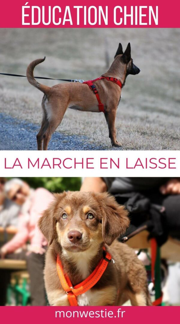 Comment Apprendre à Son Chien à Marcher En Laisse Et Au Pied