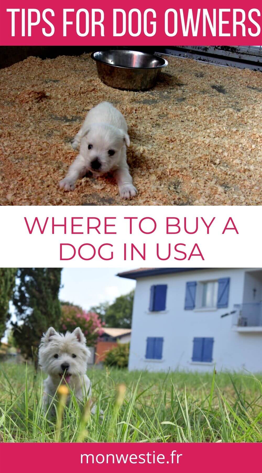 Where to Buy a Dog How to Find Dog Breeders monwestie.fr