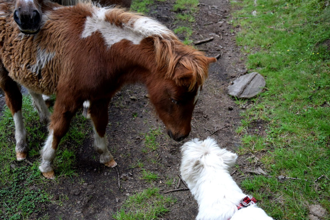 Pottok Basque Wild horse and westie