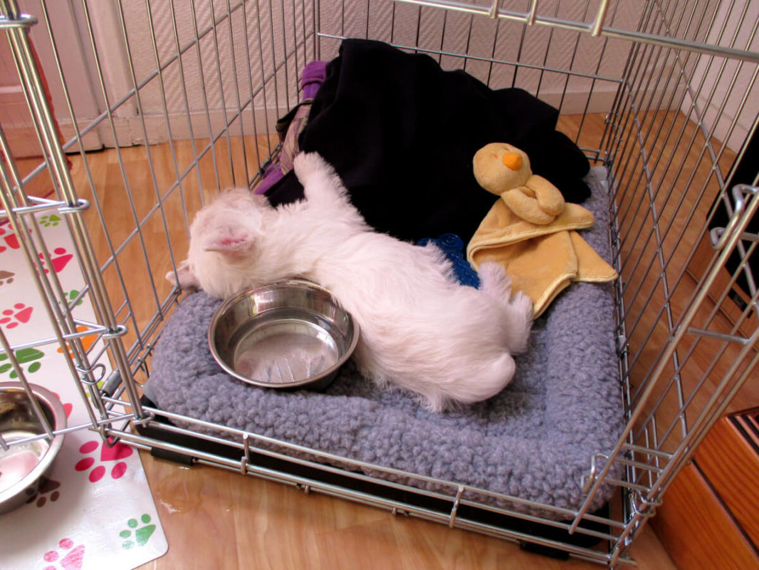 Crate training clearance a westie puppy