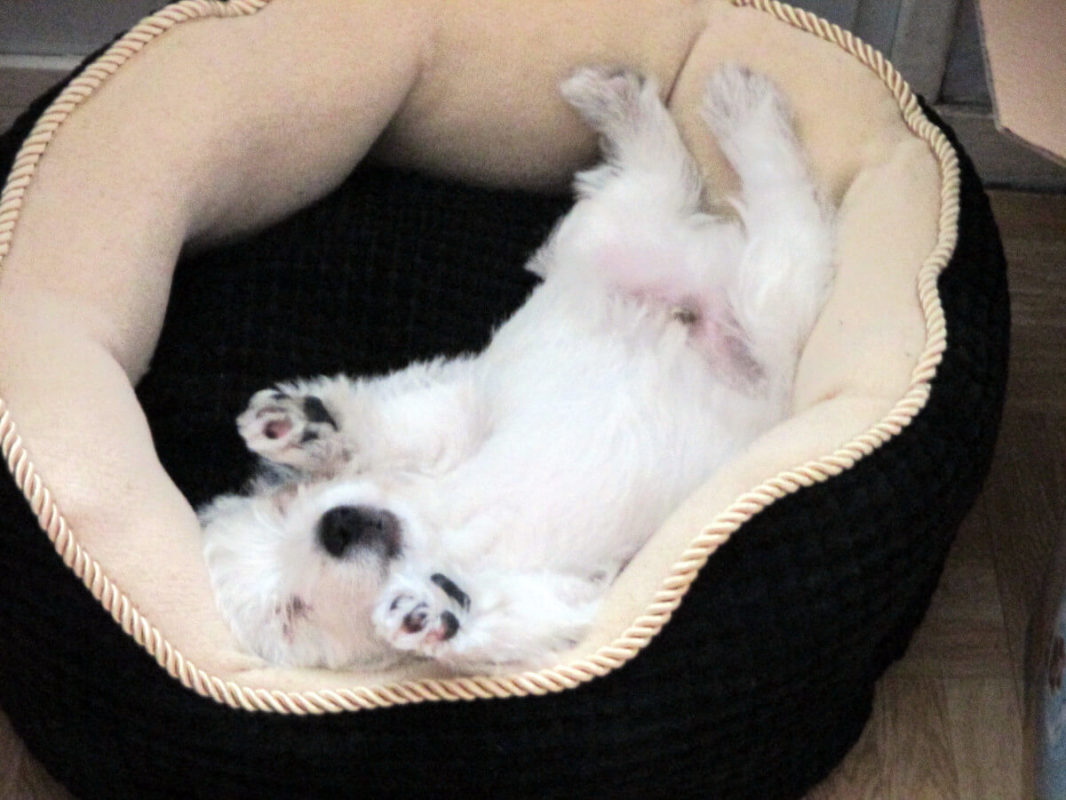 Westie Puppy Jahan sleeping in his basket