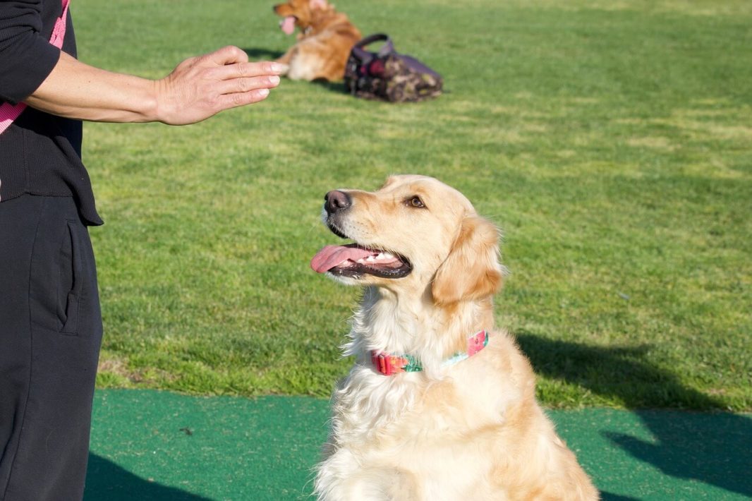 Teaching a dog to stay