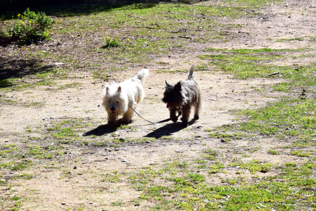 Westie Jahan leading Coco Cairn Terrier on a leash