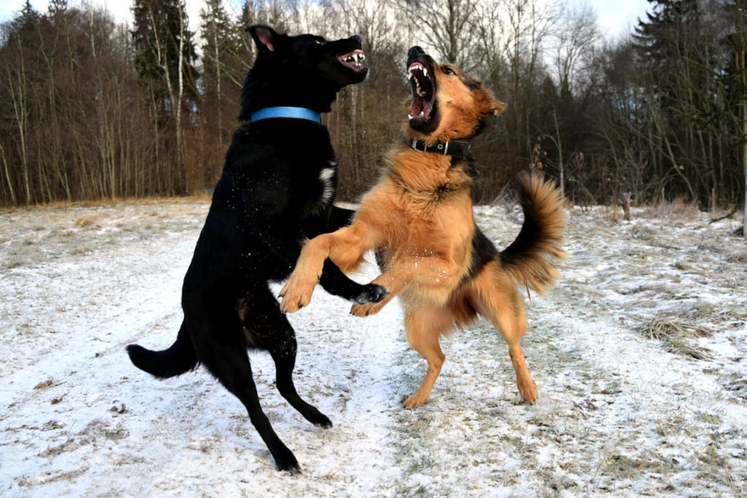 Two dogs fighting agressively