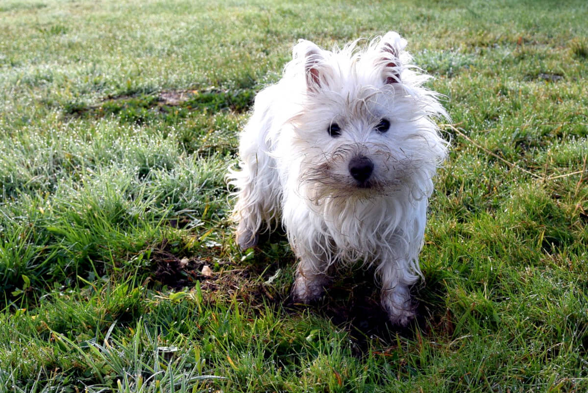 Westie Jahan with dirty face and paws